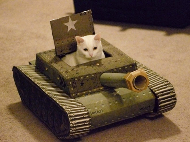 Joue à cat in tank